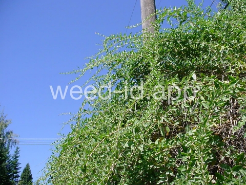 matrimonyvine